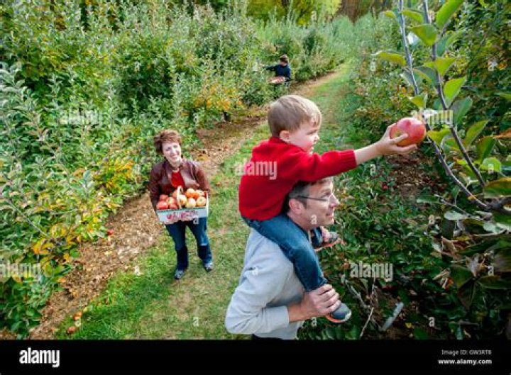 Apple Picking in Germantown MD: Your Ultimate Guide to a Family-Friendly Fall Adventure