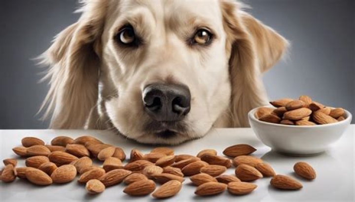 Are Almonds Safe for Dogs? A Comprehensive Guide for Pet Owners