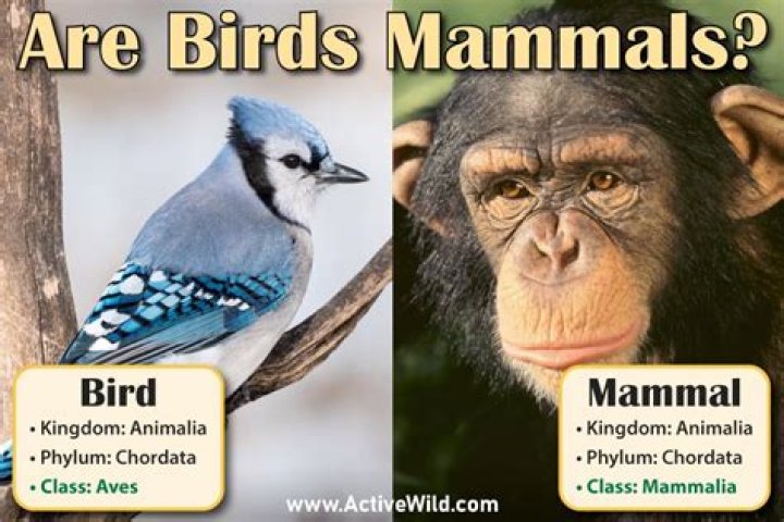 Are Mammals Birds? Exploring the Distinction Between Mammals and Birds