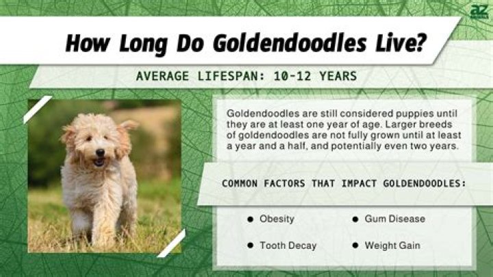 Average Lifespan of a Goldendoodle: A Comprehensive Guide for Owners