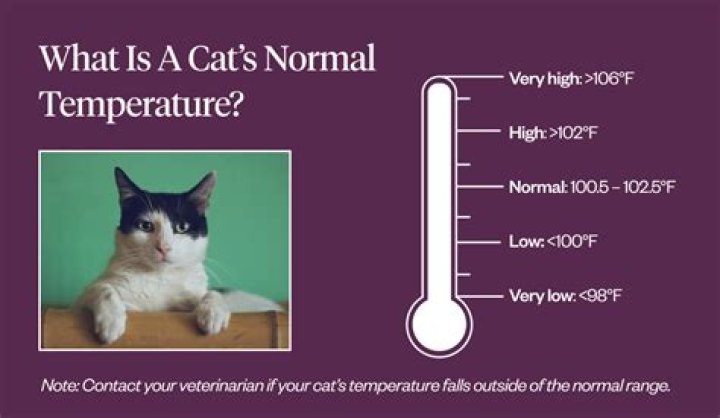 Average Temperature for Cats: Essential Insights for Responsible Pet Owners