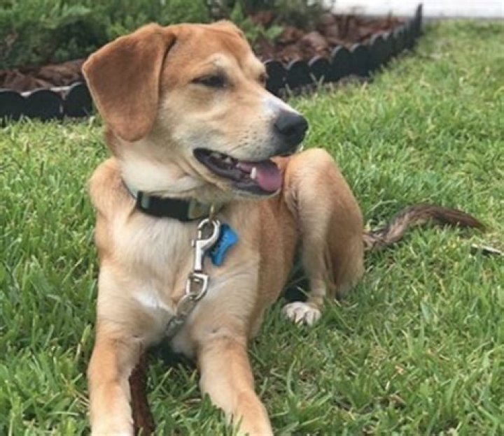 Beagle &amp; Labrador Retriever Mix: The Ultimate Guide to This Adorable Hybrid