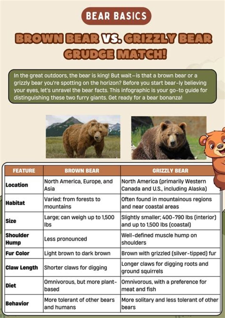 Brown Bear and Grizzly Bear: Unveiling the Mysteries of These Majestic Creatures