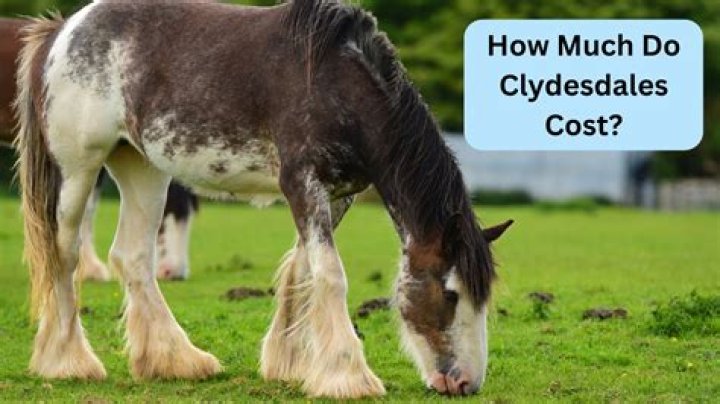 Budweiser Clydesdales Price: A Comprehensive Guide to Owning These Iconic Horses