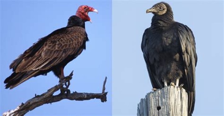 Buzzards vs Vultures: Unveiling the Differences and Fascinating Facts