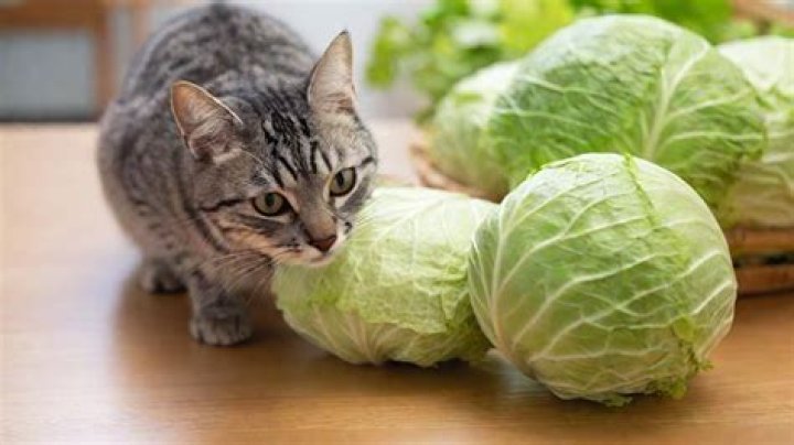 Can Cats Have Cabbage: A Comprehensive Guide for Cat Owners