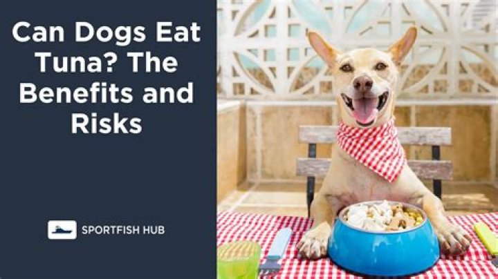 Can Dogs Eat Tuna? A Comprehensive Guide to Feeding Tuna Safely