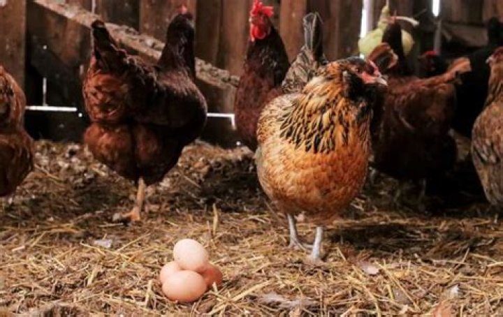 Can Hens Lay Eggs Without a Rooster? A Comprehensive Guide