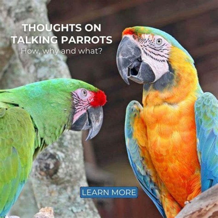 Can Parrots Talk? Understanding the Fascinating World of Parrot Communication