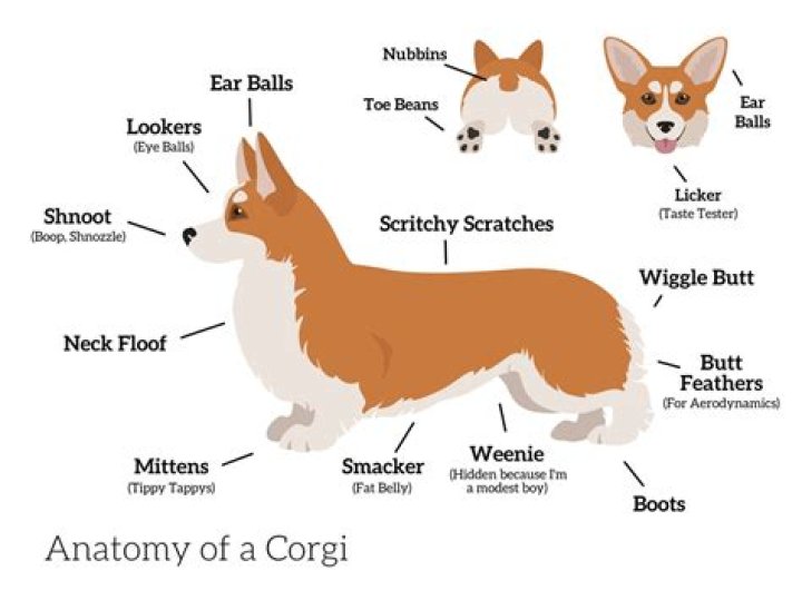 Corgi Tail: Understanding the Unique Characteristics and Care of Corgis