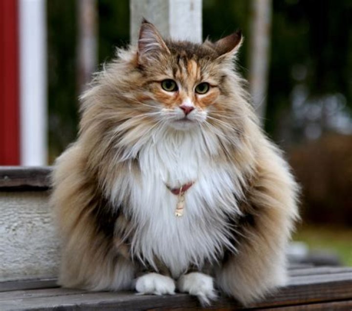 Craigslist Norwegian Forest Cat: Your Ultimate Guide to Finding and Owning a Majestic Feline Companion