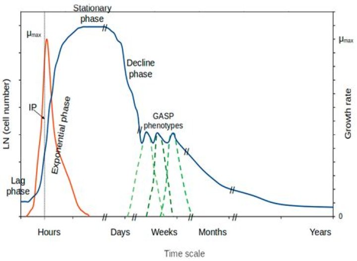 Damon Dice Wikipedia: A Comprehensive Overview