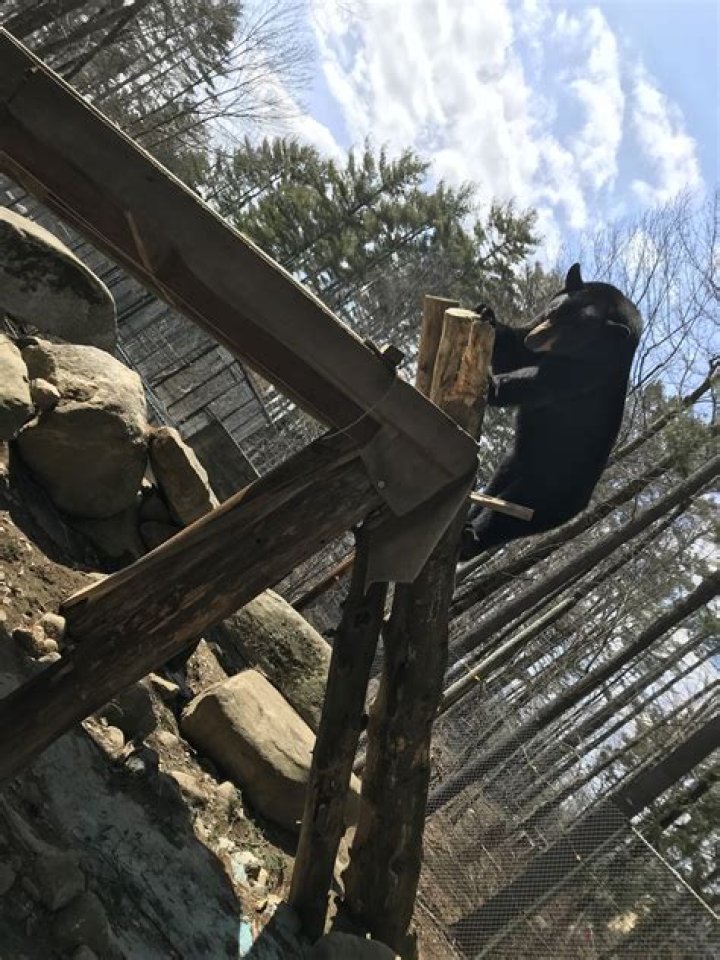 Dew Haven Animal Park: A Haven for Wildlife Enthusiasts