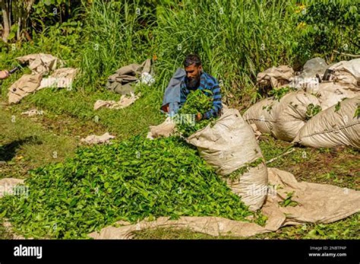 Discover the Allure of Pluckers Highlands: A Journey Through Nature and Tranquility