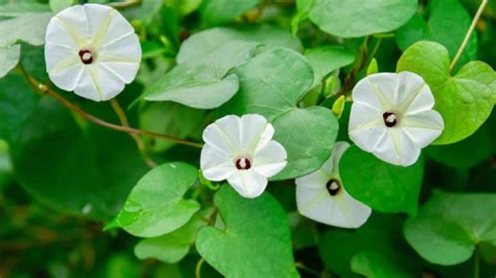 Discover the Best Barberhops in Cape May: A Comprehensive Guide