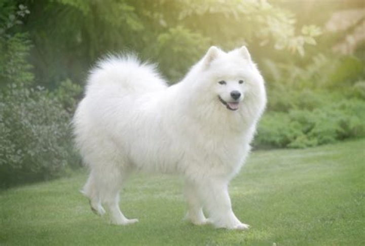 Discover the Charm of Dogs That Are White and Fluffy