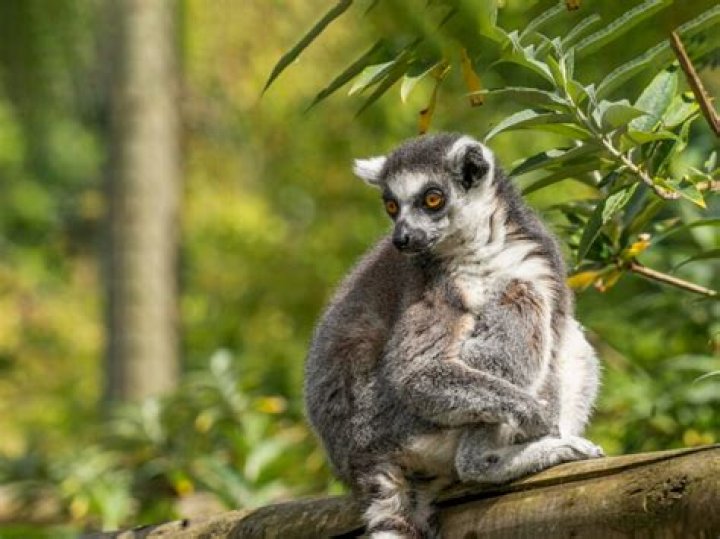 Discover the Fascinating World of Lemurs: Everything You Need to Know