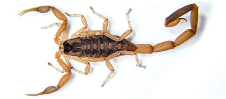 Discover the Fascinating World of Scorpion Types in Las Vegas