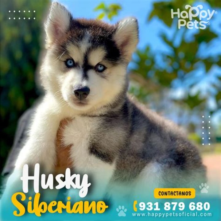 Discovering the Enigmatic Husky Siberiano