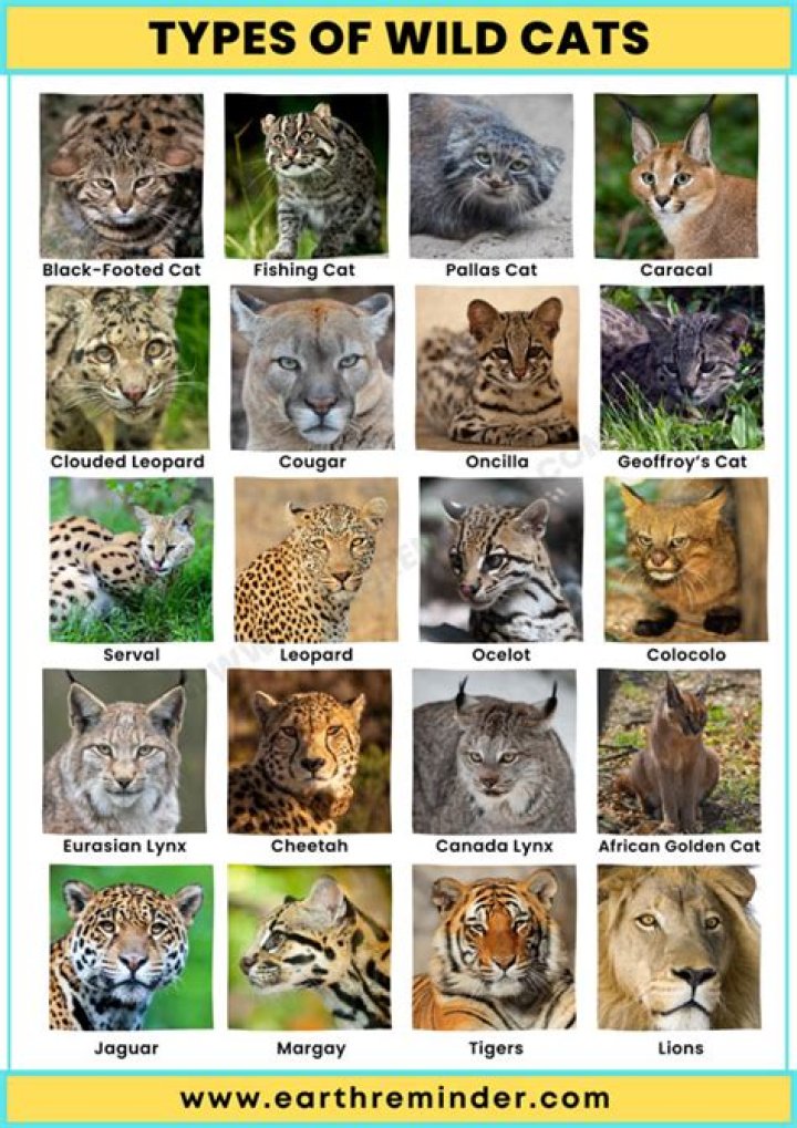 Discovering the Majestic World of Big Cat Breeds