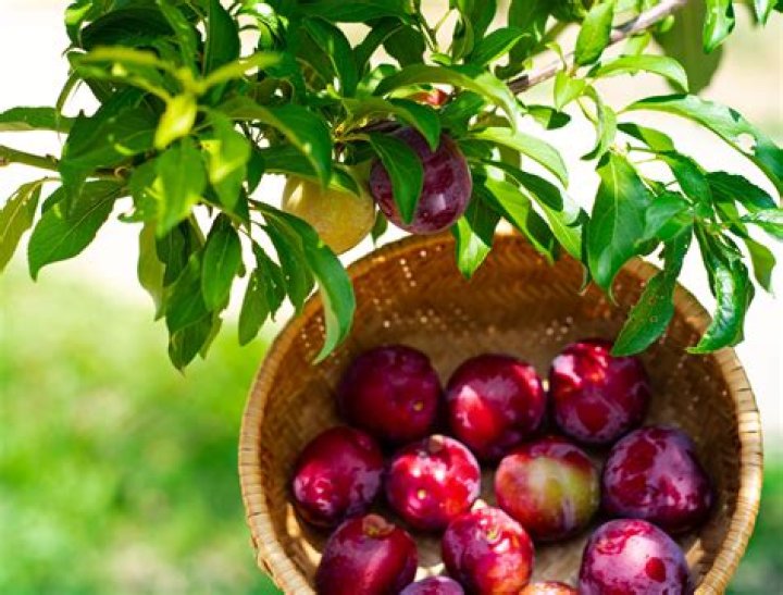 Discovering the Richness of Plum in Spanish