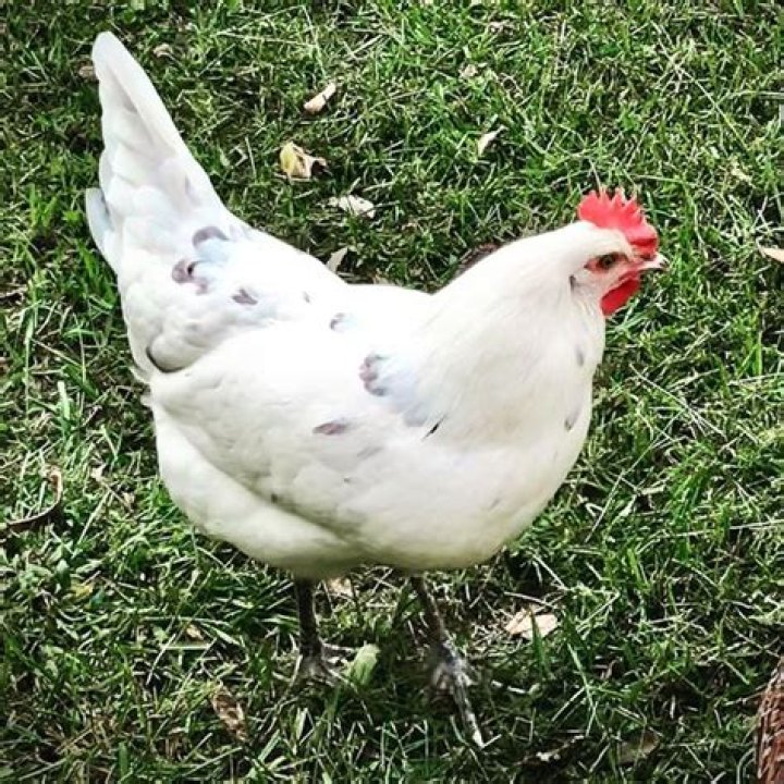 Discovering the Unique Beauty of the White Chicken Breed with Blue Green Tail Feathers