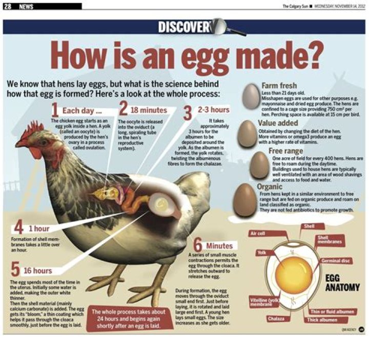 Do Chickens Need a Rooster to Lay Eggs? A Comprehensive Guide