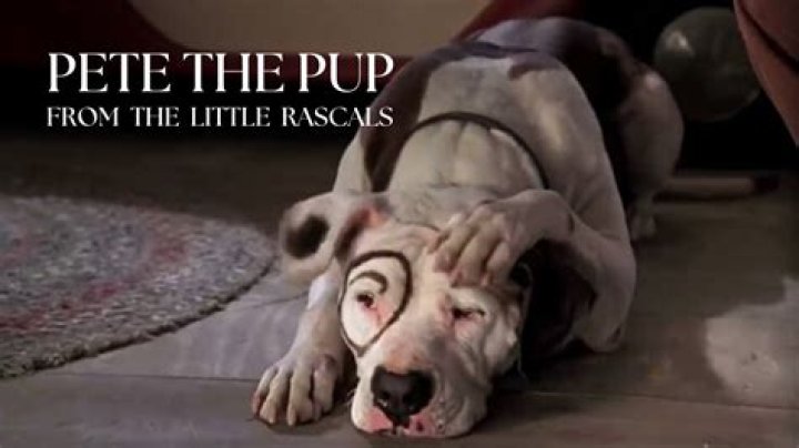 Dog of Little Rascals: A Comprehensive Look at Petey, the Iconic Character