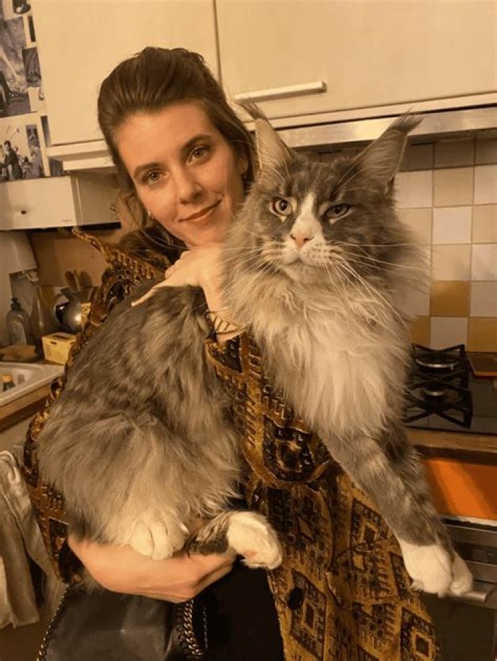 Downy Drome Tiger: The Majestic Beauty of the Feline World