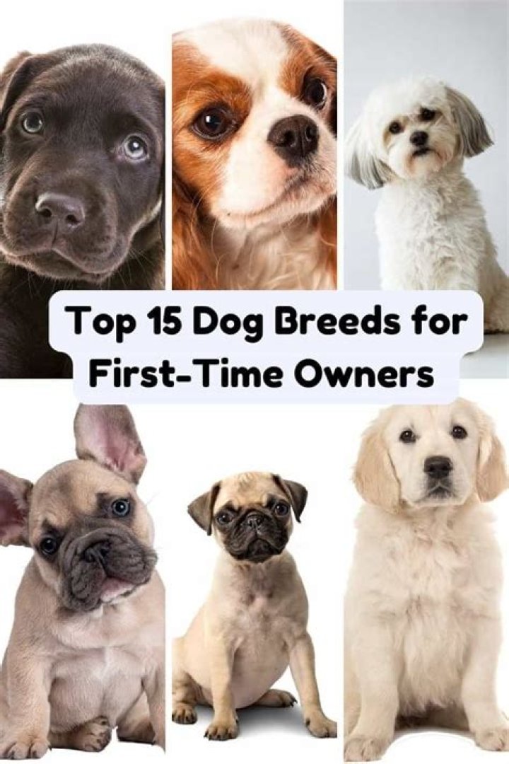 Easy Breeds of Dogs to Take Care Of: The Ultimate Guide for First-Time Owners