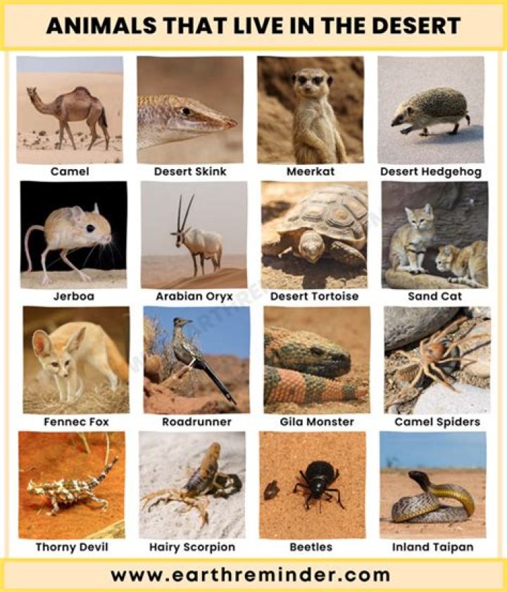 Exploring the Fascinating Arizona Desert Ecosystem with Animals