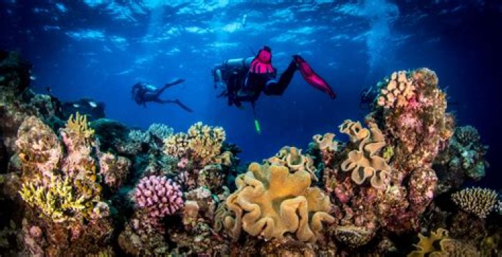 Exploring the Underwater World with Scuba Steph: A Journey Through Scuba Diving