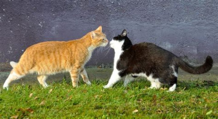 Feline Friends: Understanding When Cats Hang Around Your House