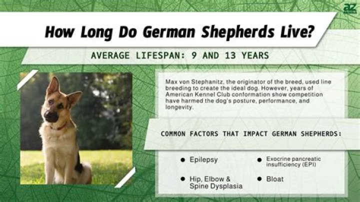 German Shepherd Lifespan: Understanding the Factors That Affect Their Longevity