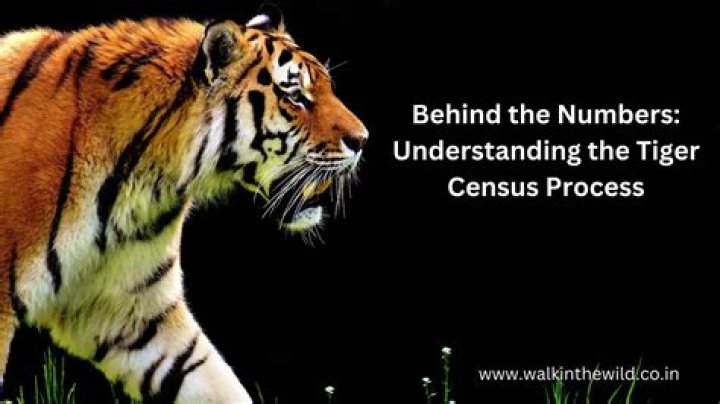 How Does the Census Work: A Comprehensive Guide to Understanding the Census Process