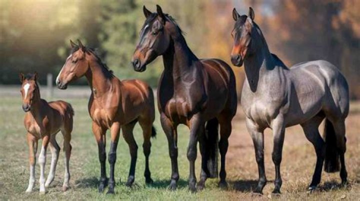 How Long is a Horse Lifespan? Understanding the Life Cycle and Care Needs of Horses