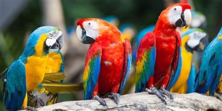 How Much Do Macaws Cost: A Comprehensive Guide to Understanding Macaw Prices
