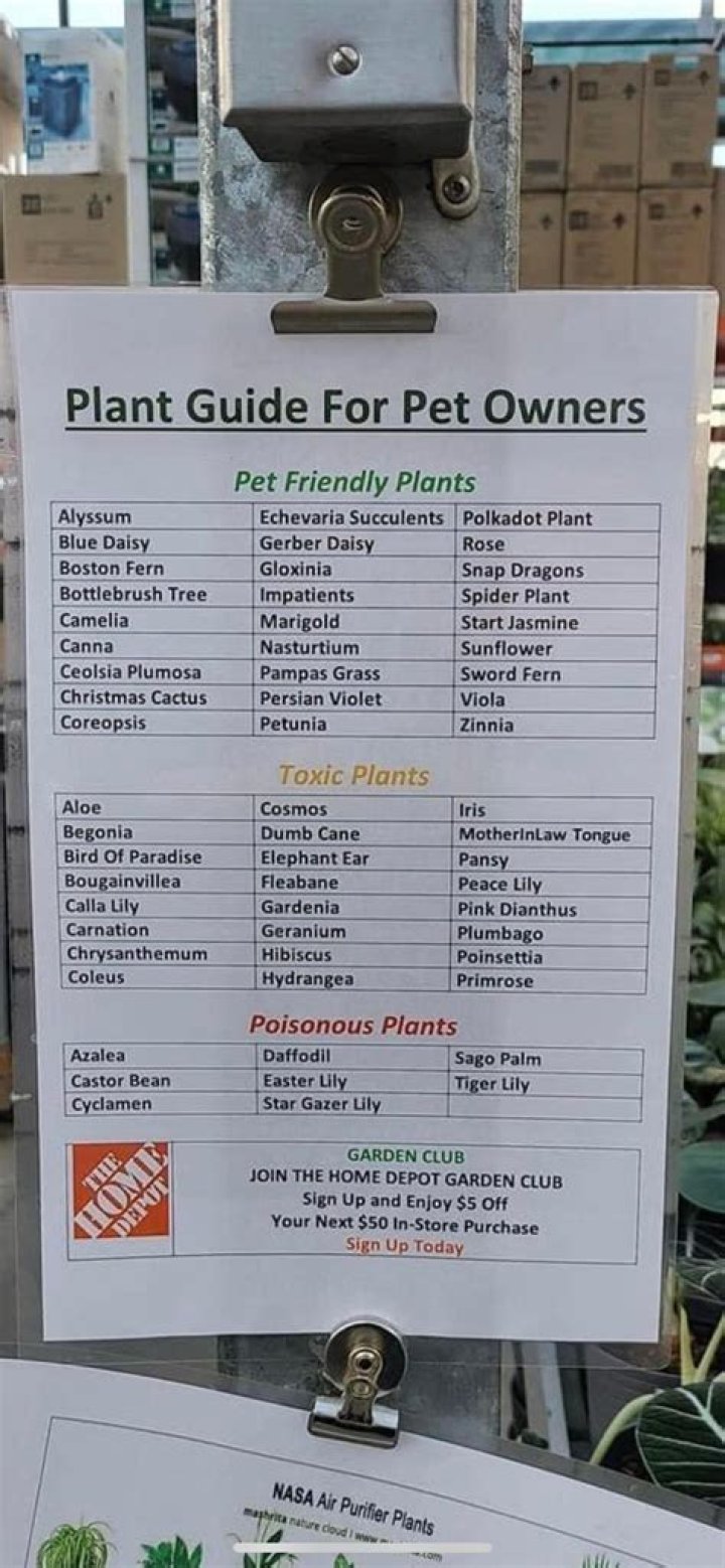 How to Give a Dog More Fiber: A Comprehensive Guide for Pet Owners