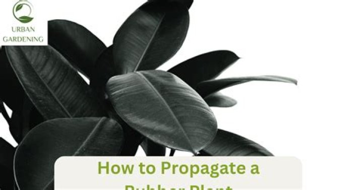 How to Propagate a Rubber Plant: A Comprehensive Guide