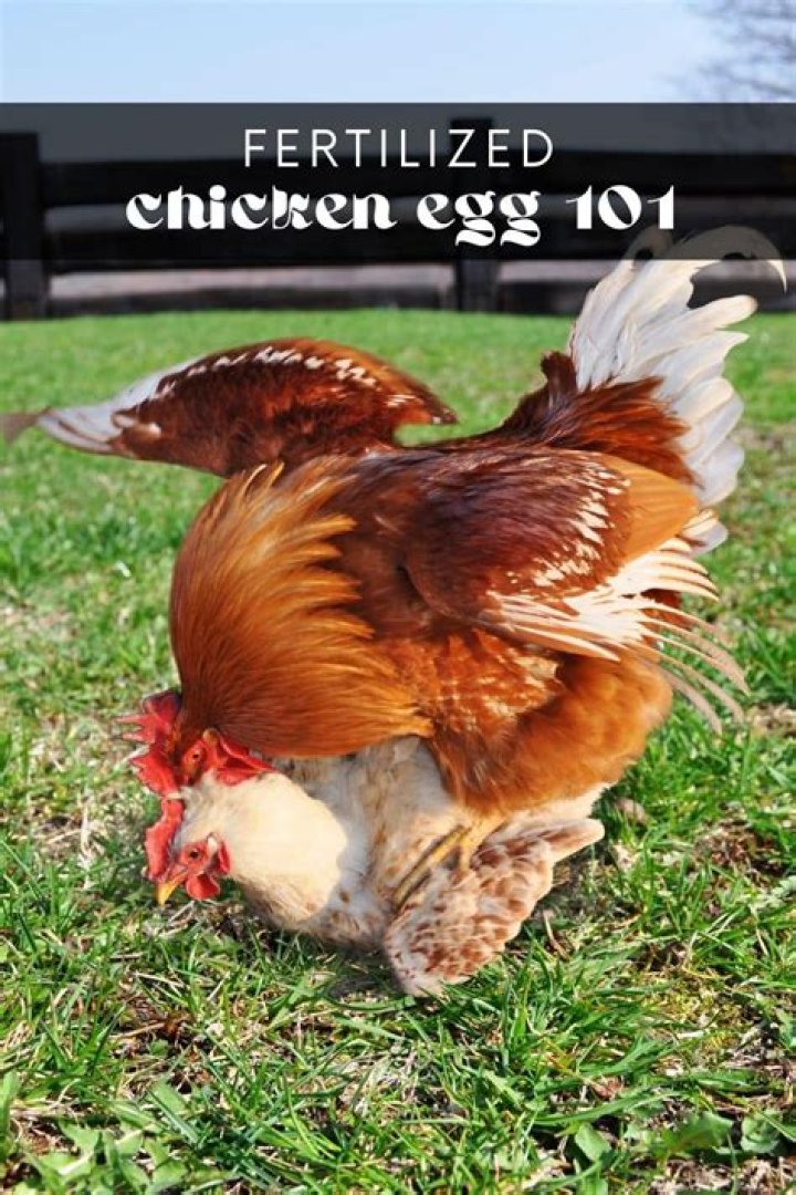 How to Successfully Fertilize Chicken Eggs: A Comprehensive Guide