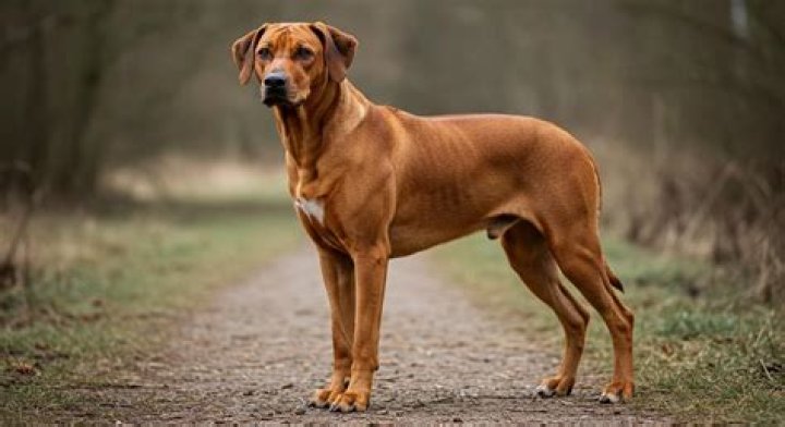 How to Train a Ridgeback Dog: A Comprehensive Guide