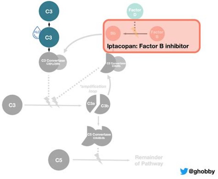 Iptacopan C3g: A Novel Inhibitor for Paroxysmal Nocturnal Hemoglobinuria Treatment