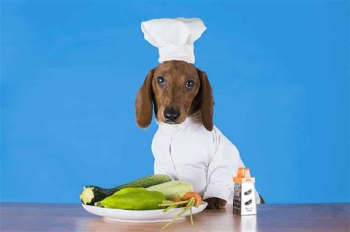 Is Zucchini Bad for Dogs? A Comprehensive Guide for Pet Owners