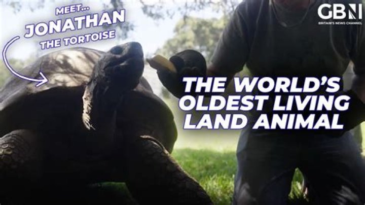 Jonathan the Tortoise: The World's Oldest Living Land Animal