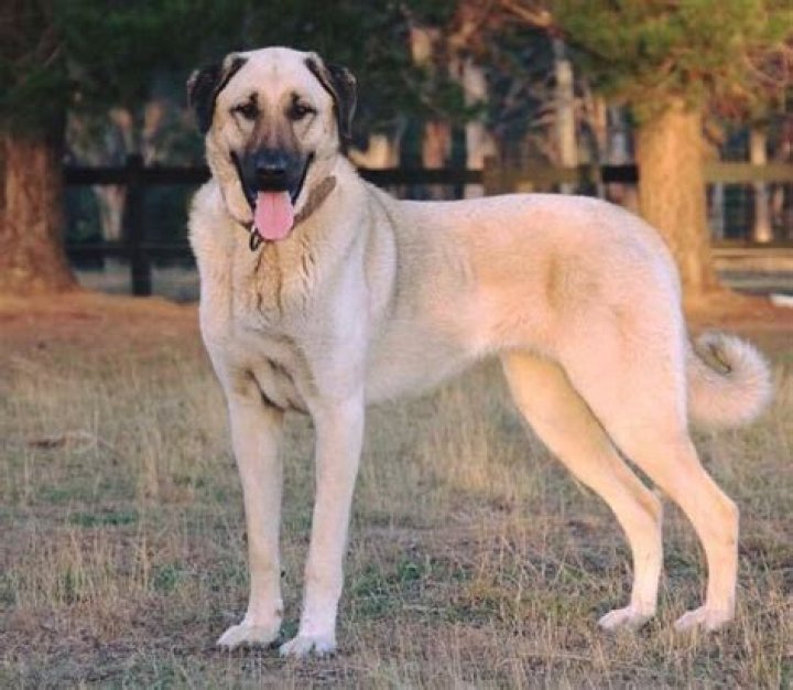 Kangal Shepherd Dog: The Majestic Guardian and Companion