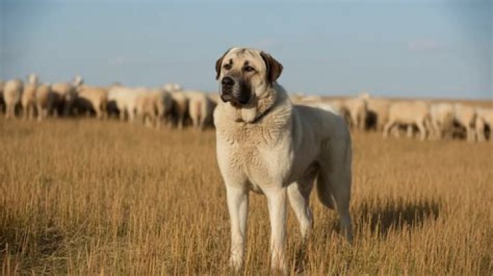 Kangal Shepherd Dog: The Majestic Guardian of Turkey