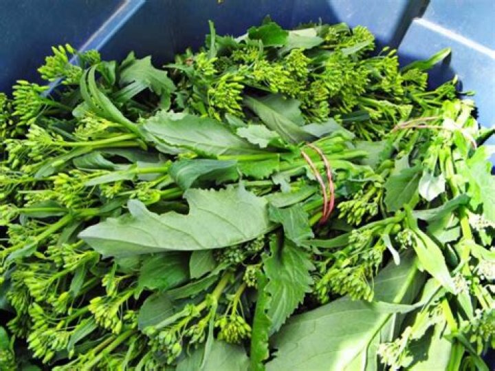 Kari Lake Ethnic Background: Unveiling the Heritage of a Political Figure