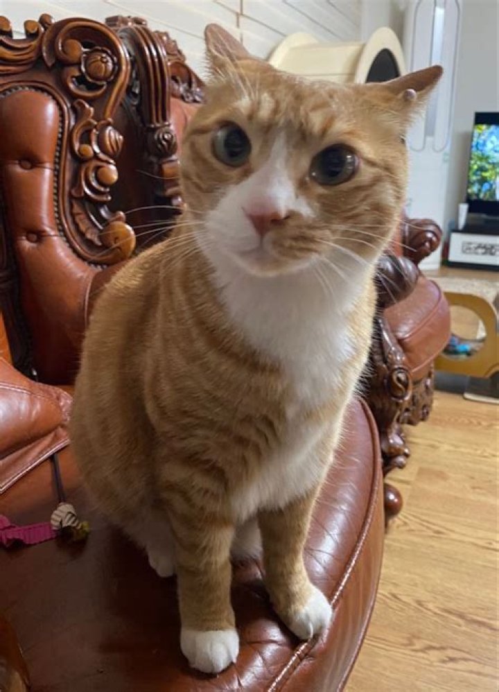 Lee Know Cat Name: Unveiling the Fascinating World of Lee Know's Beloved Pet