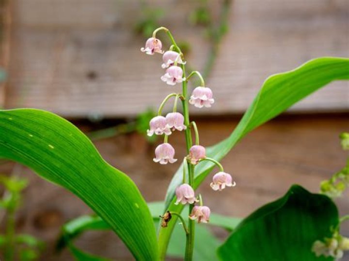 Lily of the Valley Poisonous: A Comprehensive Guide to Understanding Its Risks and Safety