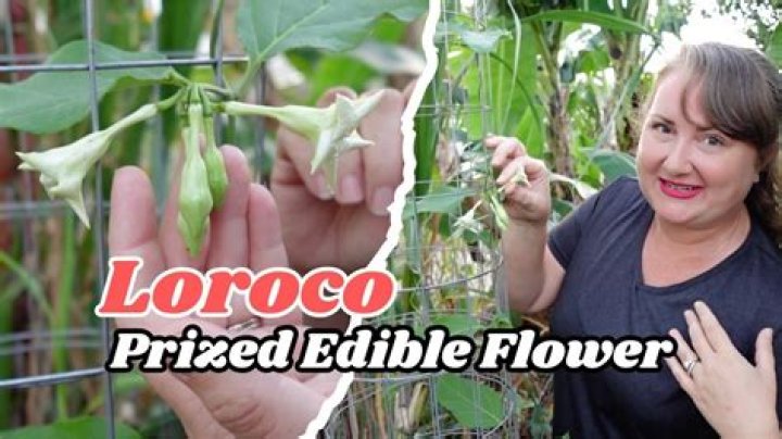 Loroco Flower: A Culinary Delight from Central America